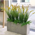 Bồn cỏ đuôi chồn 80x40x25cm